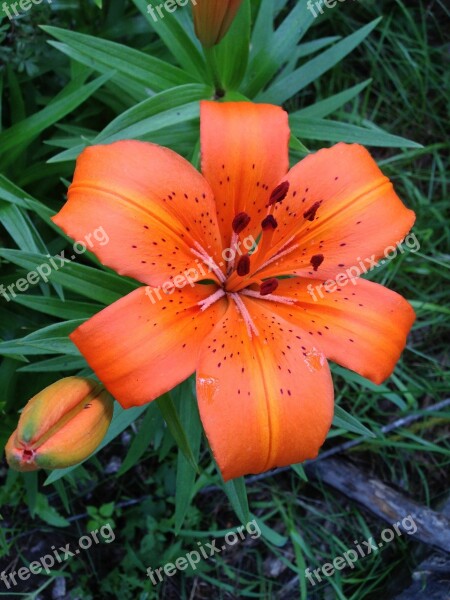 Tiger Lily Flower Daylily Close-up Summer