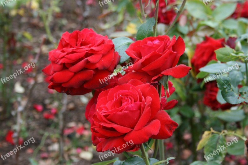 Rosa Red Rose Flower Red Beauty