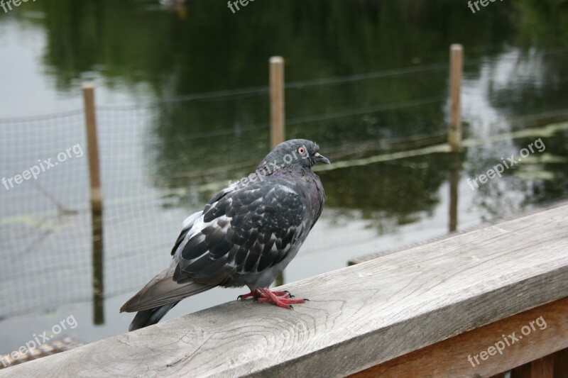 Birdie Pigeon Bird Lake Poetry