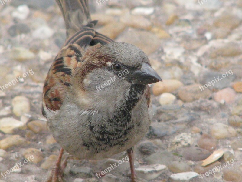 Sparrow Bird Close-up Zoom Feathers