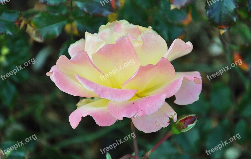 Roses Flower Nature Macro Pink