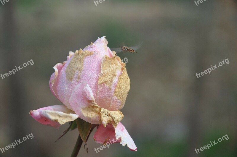 Roses Flower Nature Macro Pink