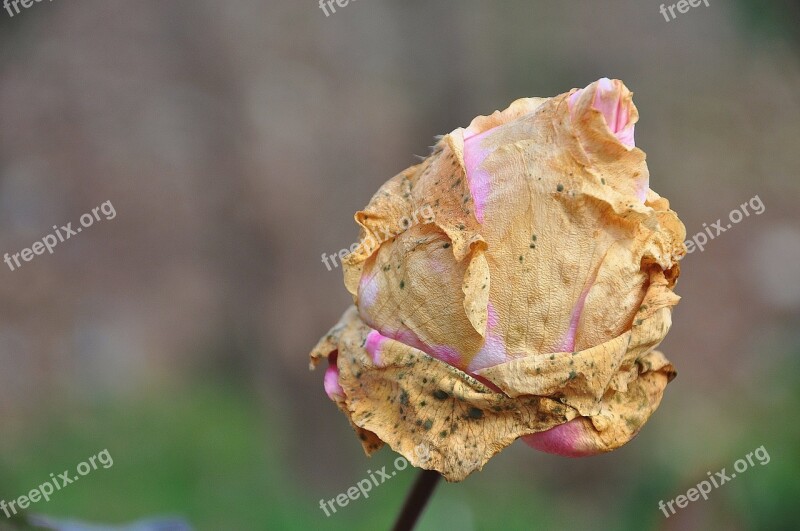 Roses Flower Nature Macro Pink