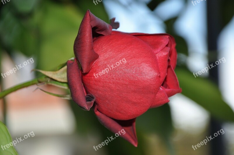 Roses Red Flower Nature Macro