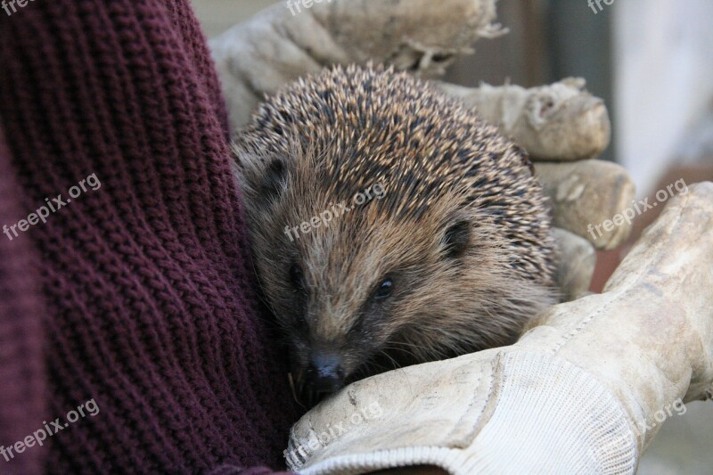 Hedgehog Spur Prickly Young Hedgehog Free Photos