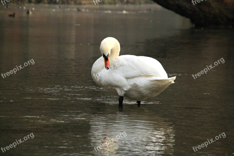 Swan Blue Animal Water White