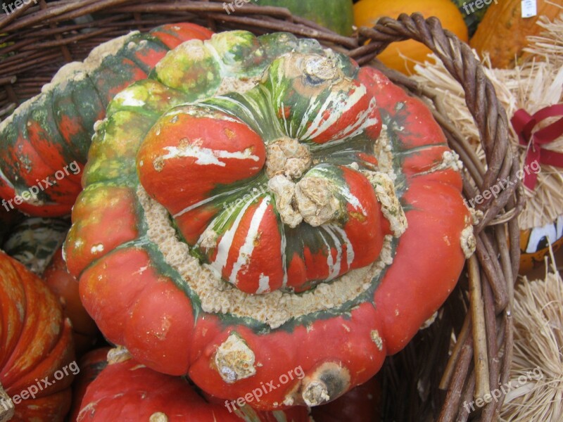 Pumpkin Gourd Harvest Thanksgiving Brown