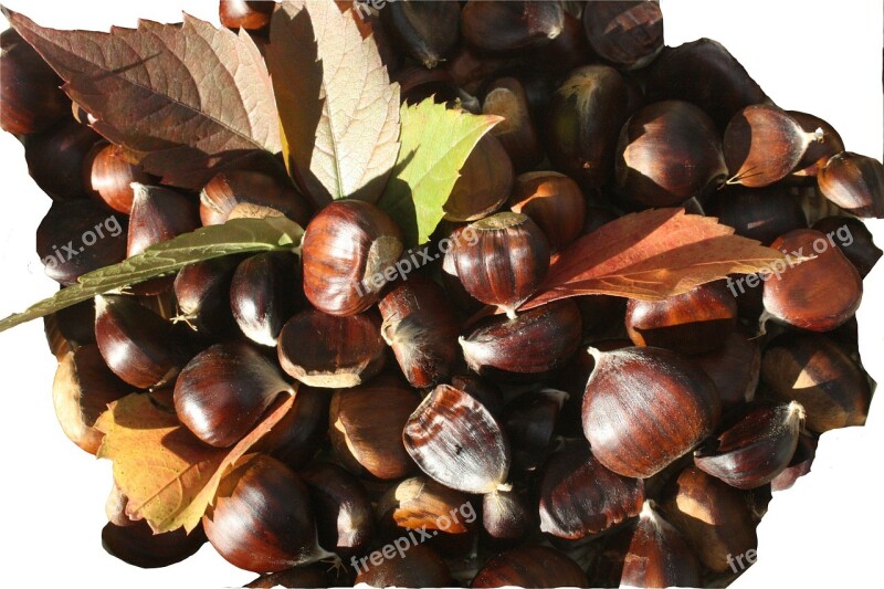 Maroni Sweet Chestnuts Fruits Brown Autumn