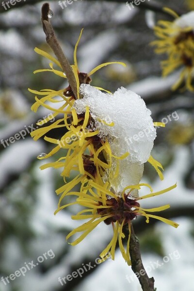 Witch Hazel Ice Winter Yellow Plant