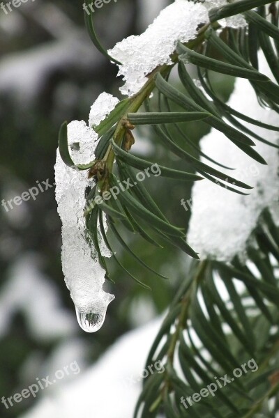 Yew Ice Snow Plant Green