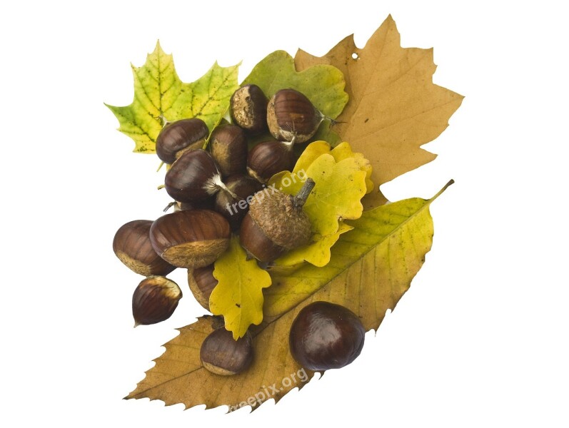 Maroni Sweet Chestnuts Fruits Brown Autumn