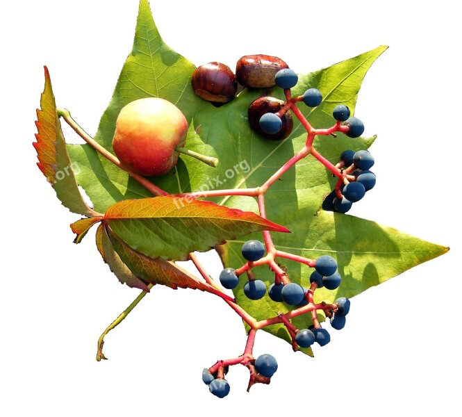 Leaf Wine Fruits Brown Autumn