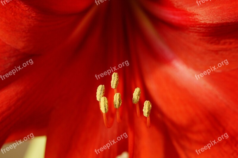 Amaryllis Pistil Close Up Red Blossom