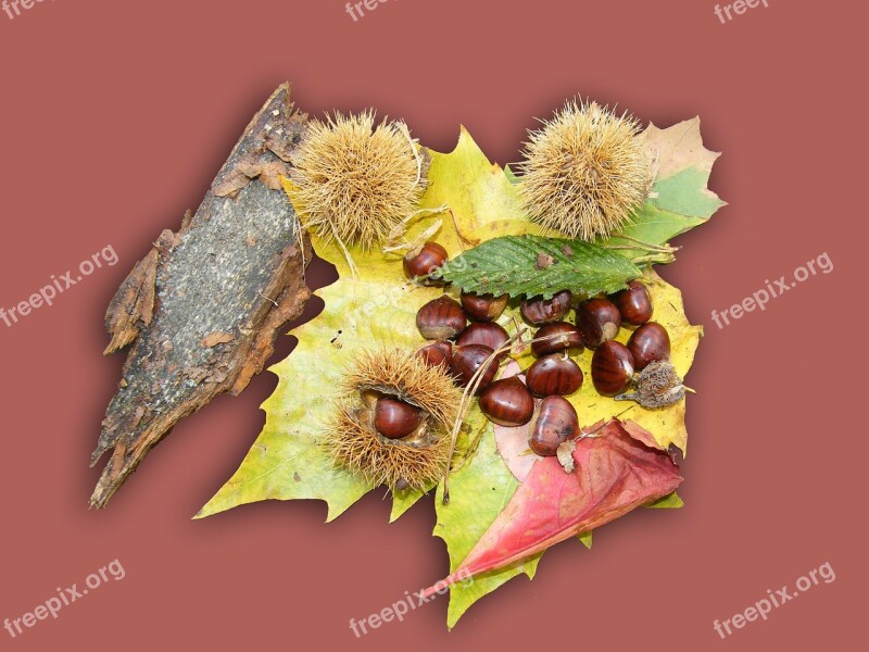 Maroni Sweet Chestnuts Fruits Brown Autumn