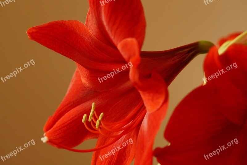 Amaryllis Amaryllis Plant Flower Blossom Bloom