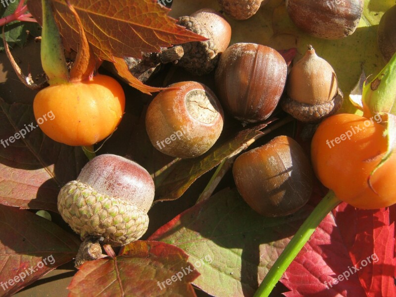 Acorns Fruits Brown Autumn Decoration