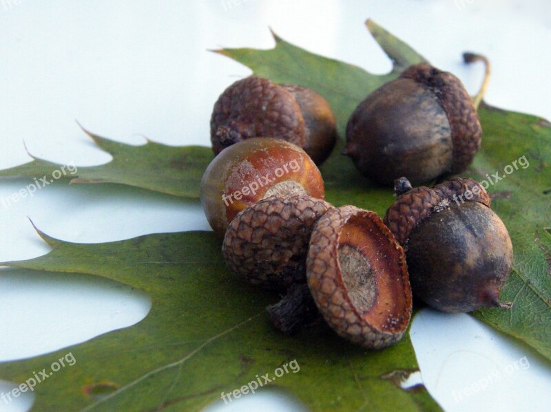 Acorns Fruits Brown Autumn Decoration