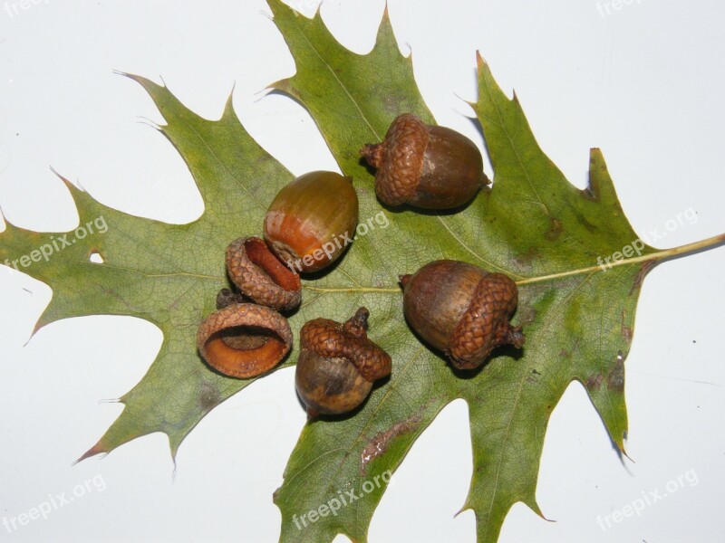 Acorns Fruits Brown Autumn Decoration