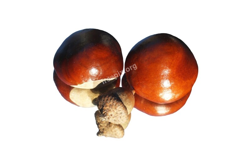 Chestnut Acorn Shiny Mirror Horse Chestnut