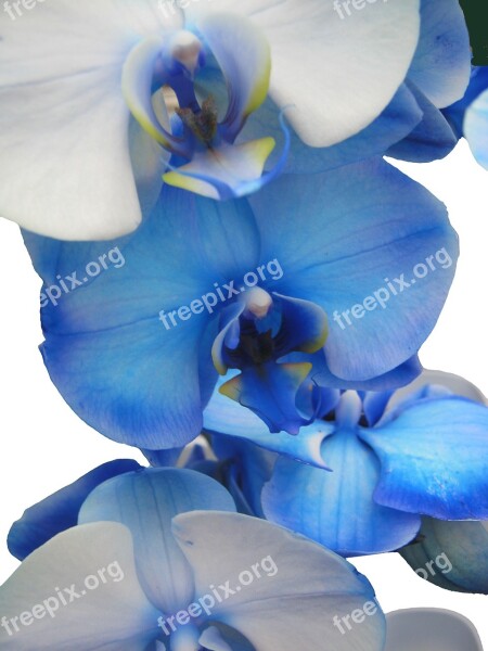 Orchid Blue Light Blue Tender Orchidaceae Phaleonopsis