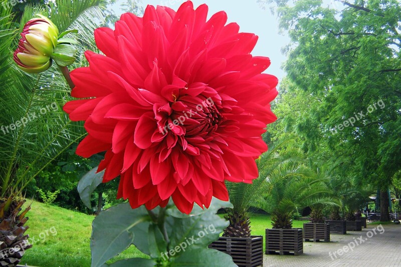 Dahlia Red Autumn Flowers Park