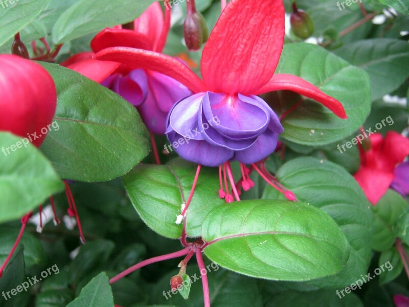 Watery Heart Flowers Red Blue Heart Shaped