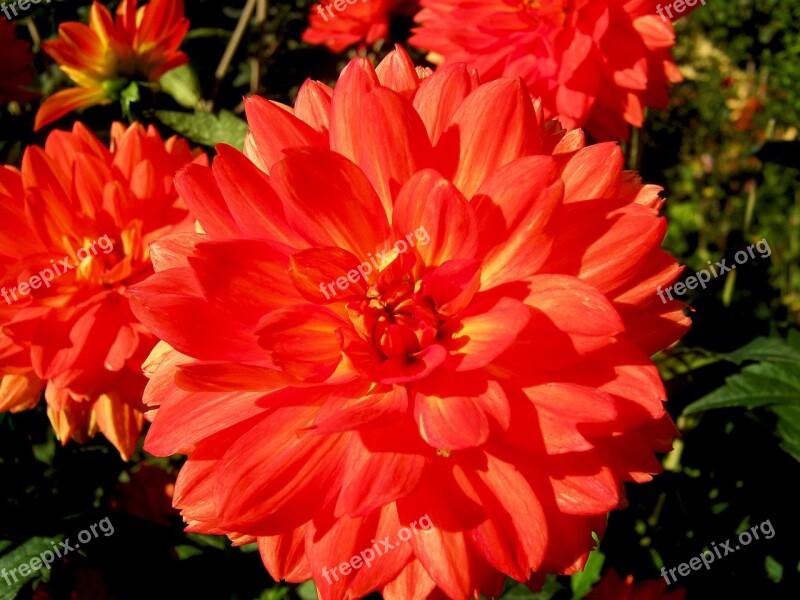 Dahlia Flowers Red Free Photos