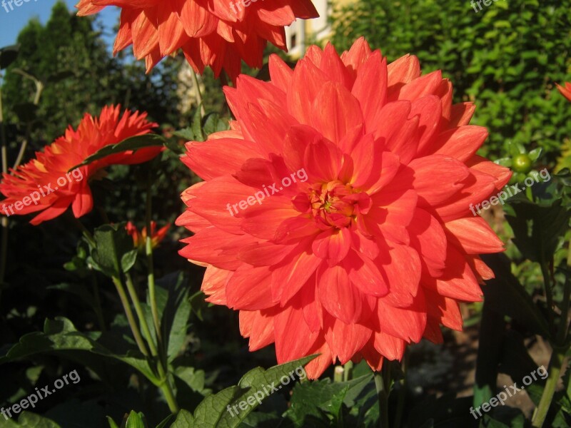 Dahlia Flower Flowers Red Free Photos