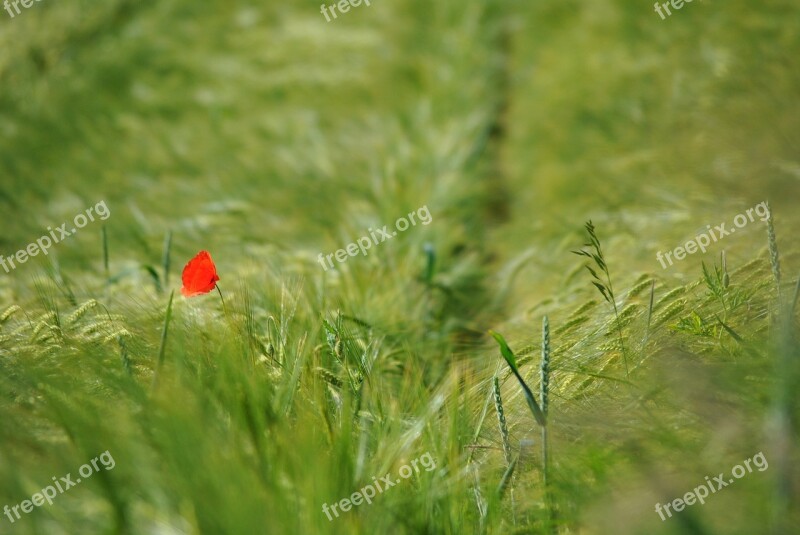 Poppy Klatschmohhn Lonely Alone Cornfield