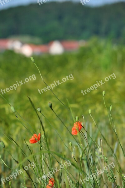 Poppy Klatschmohn Nature Red Flowers