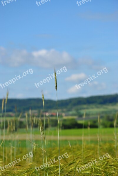 Grain Field Cornfield Sky Landscape