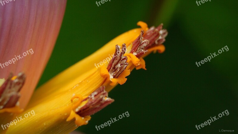 Banana Tree Flower Banana Flower Free Photos