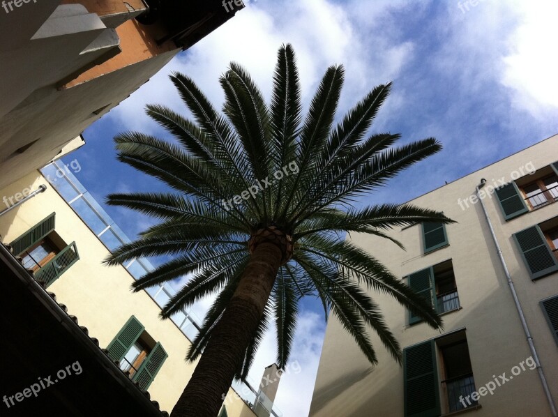 Palm Courtyard Majorca Sun Free Photos