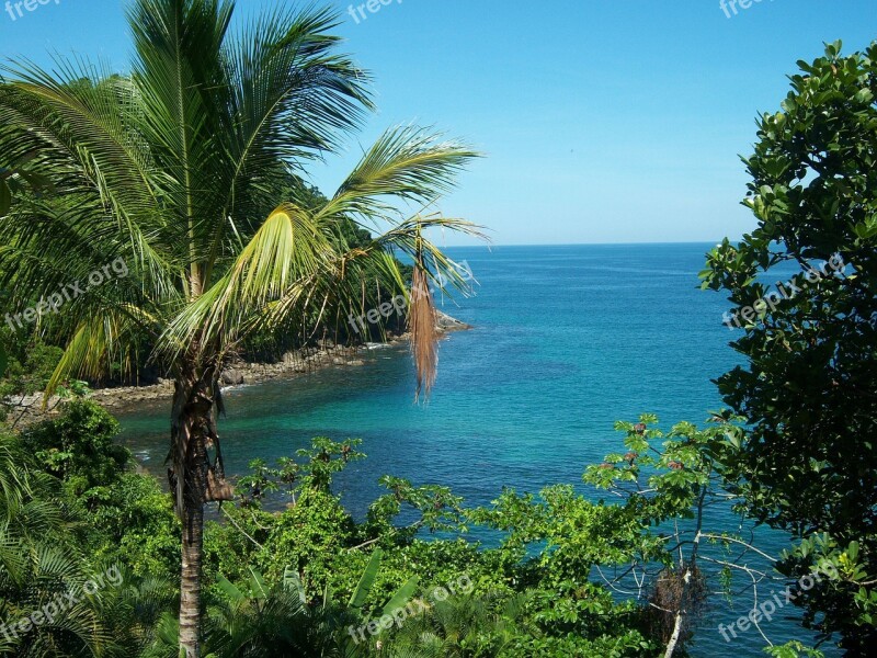 Mar Coconut Tree Vista Blue Sky São Sebastião