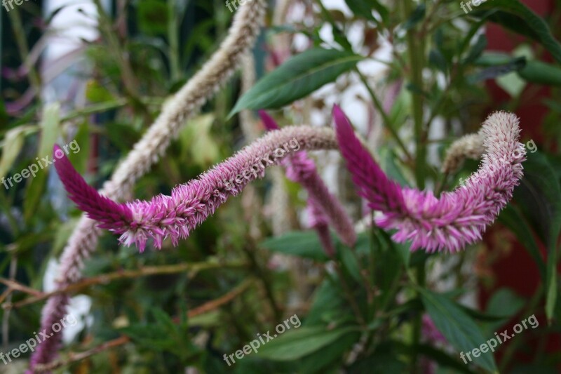 Plant Exotic Plant Purple Plant Free Photos