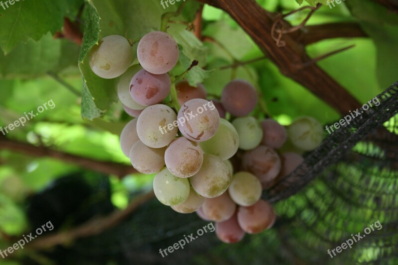 Uva Grape Grapes Wine Vine