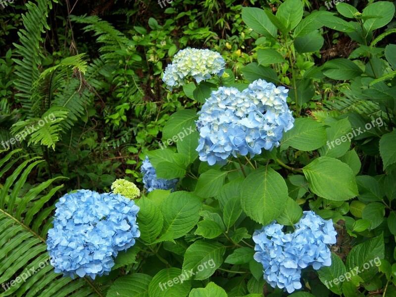 Hydrangea Flower Blue Campos Do Jordão Garden