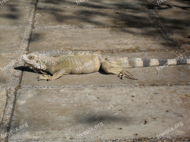 Iguana Reptile Animals Free Photos