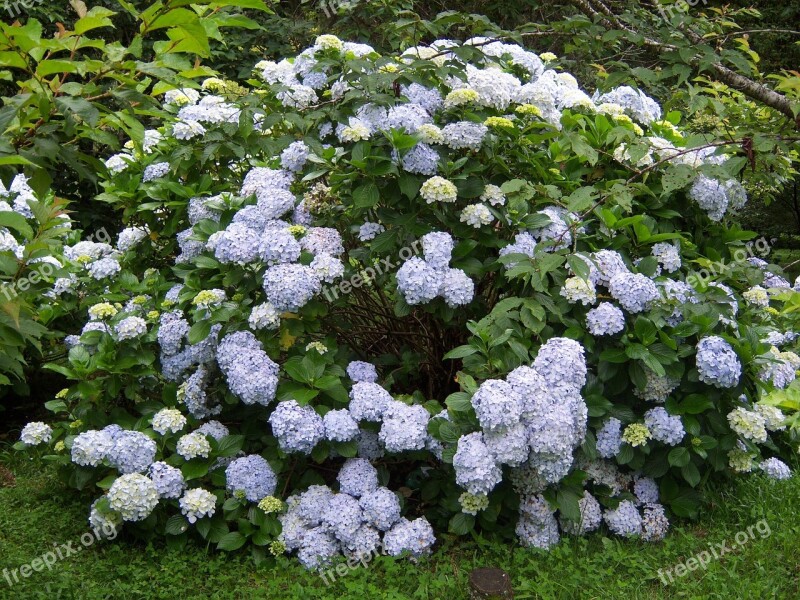 Hydrangeas Flowers Garden Free Photos