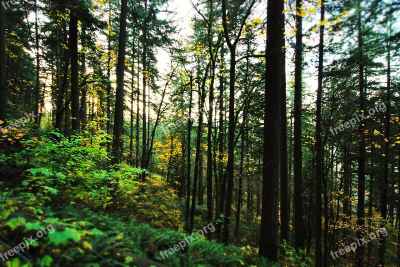 Trees Forrest Forests Portland Oregon