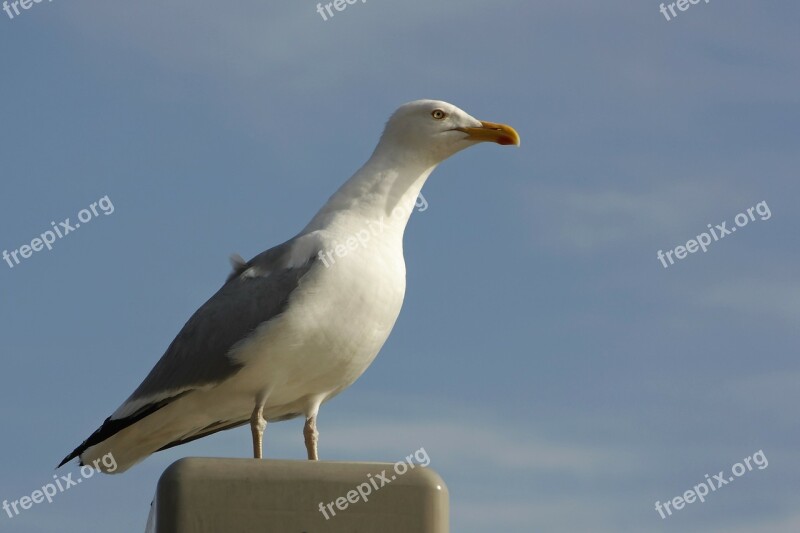 Gull Birds Bird Lake Water