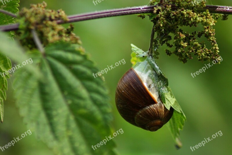 Snail Shell Close Up Mollusk Slowly