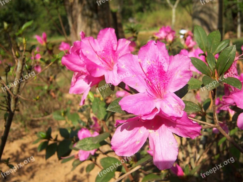 Flower Flowers Delicacy Azalea Garden