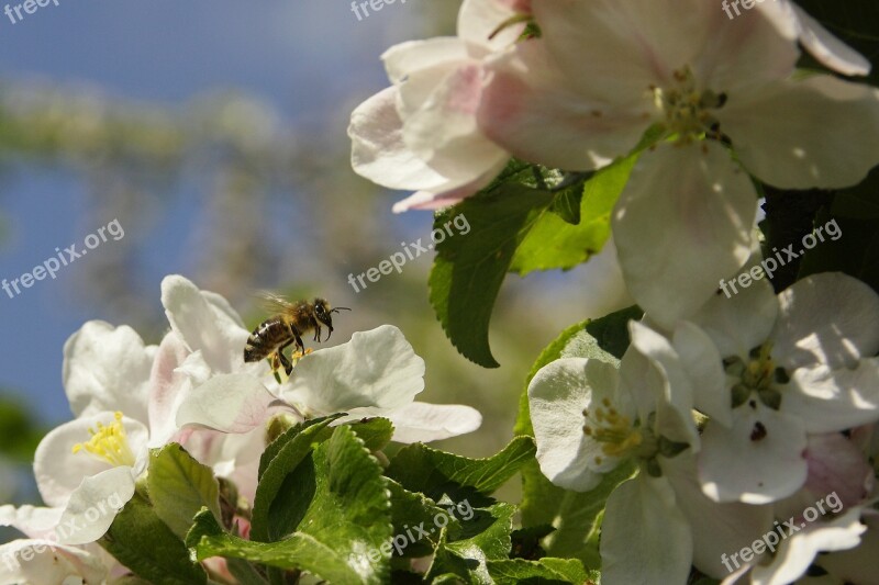 Bee Blossom Bloom Macro Insect