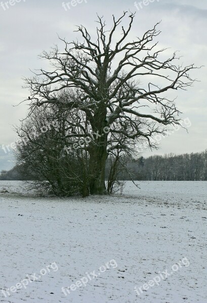 Winter Snow White Silhouette Tree