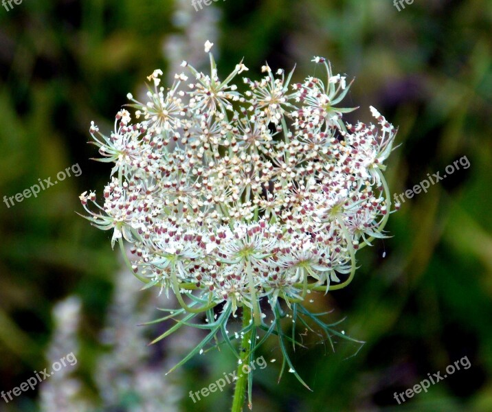 Grassland Plants Pointed Flower Plant Flowers Filigree