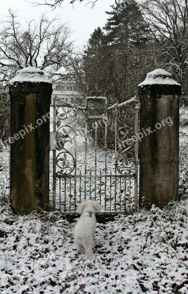 Winter Snow Dog Animal Input