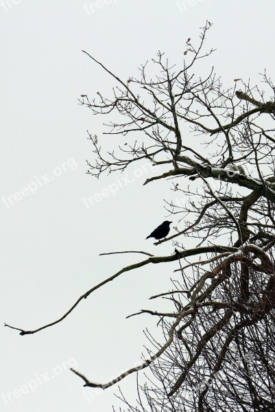 Bird Raven Sitting Branch Aesthetic