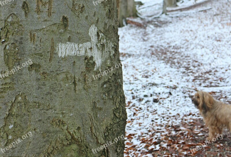 Tree Log Tribe Bark Arrow