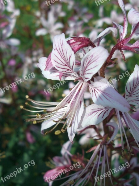 Flower Blossom Bloom White Tender